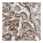 Atlas Antibodies Anti-LAMB1 Antibody