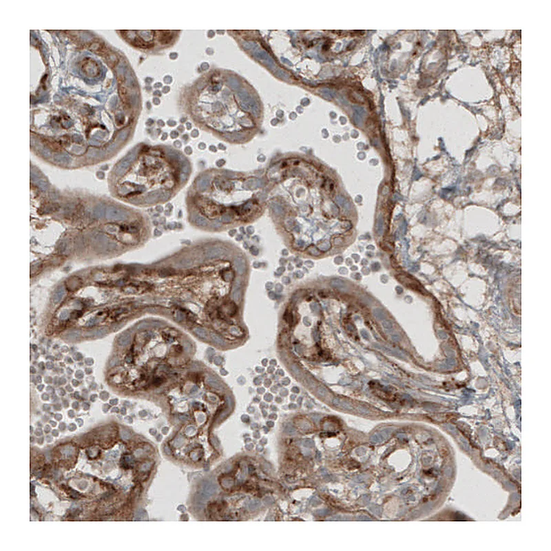 Atlas Antibodies Anti-LAMB1 Antibody