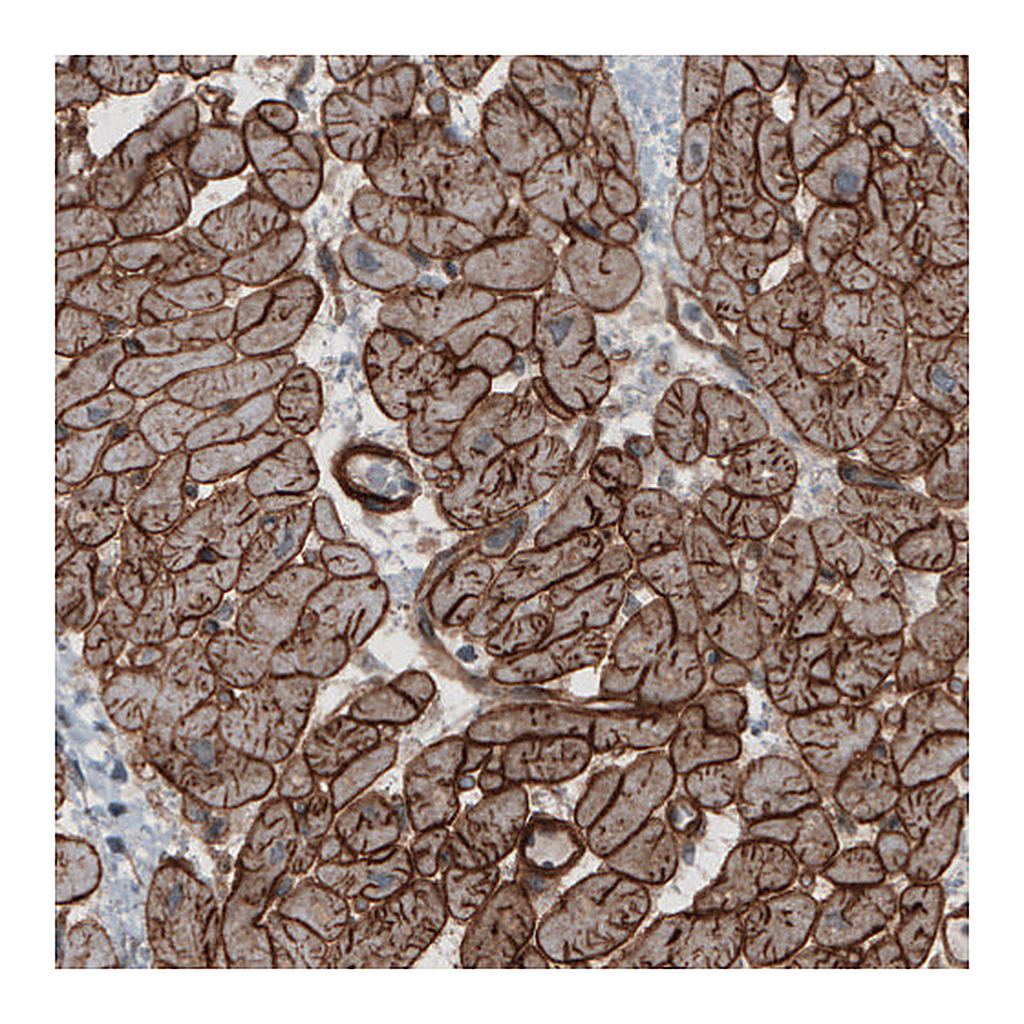 Atlas Antibodies Anti-LAMB2 Antibody
