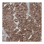 Atlas Antibodies Anti-LAMB2 Antibody