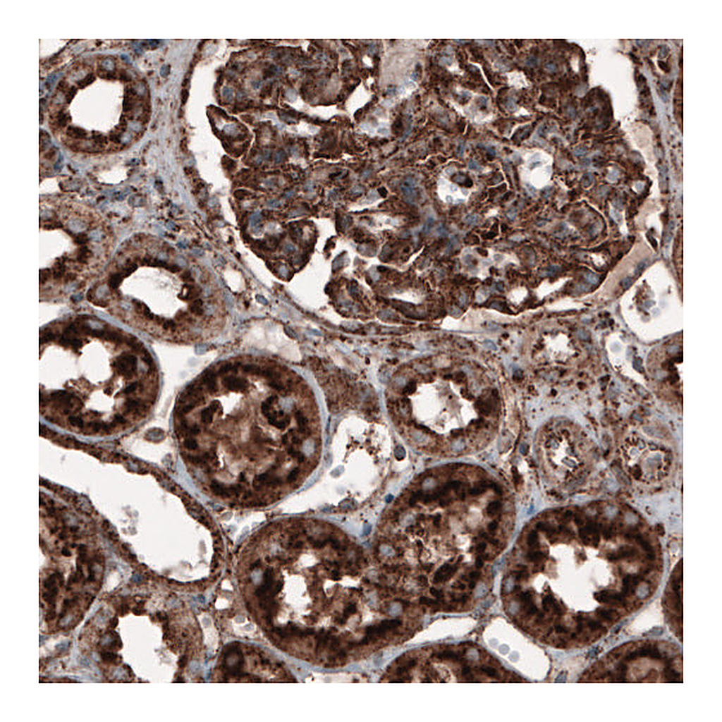 Atlas Antibodies Anti-LAMP1 Antibody