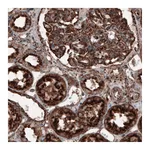 Atlas Antibodies Anti-LAMP1 Antibody
