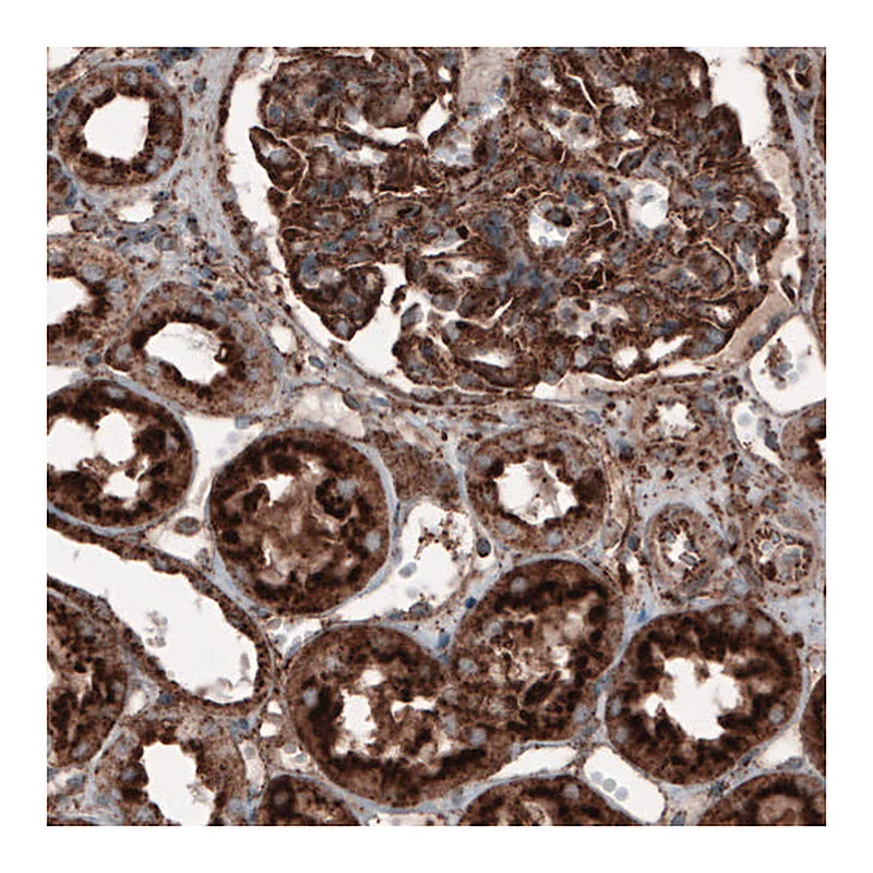 Atlas Antibodies Anti-LAMP1 Antibody