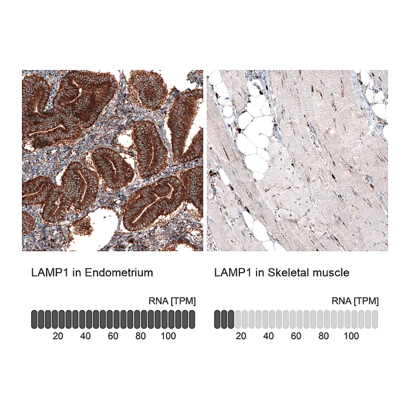 Atlas Antibodies Anti-LAMP1 Antibody