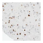 Atlas Antibodies Anti-MEF2C Antibody