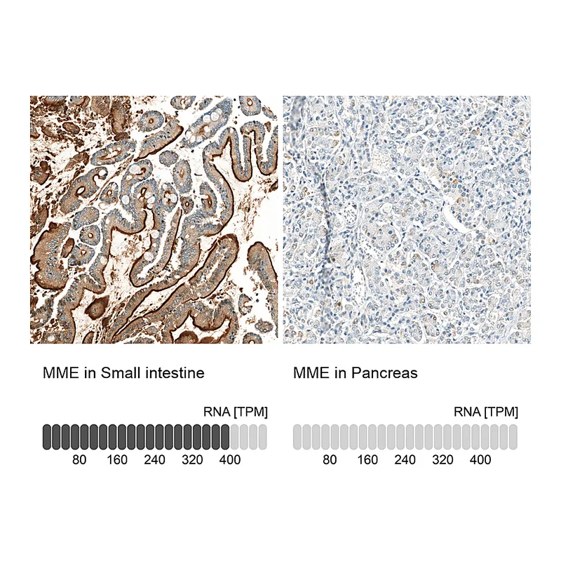 Atlas Antibodies Anti-MME Antibody