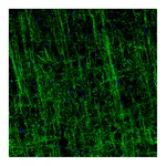 Atlas Antibodies Anti-MOG Antibody