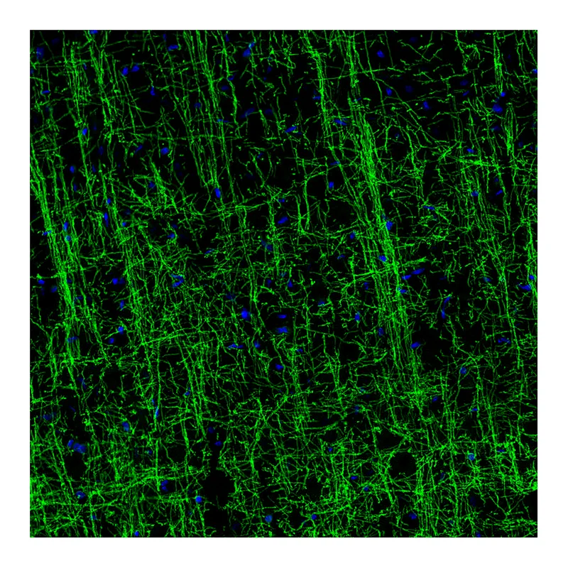 Atlas Antibodies Anti-MOG Antibody