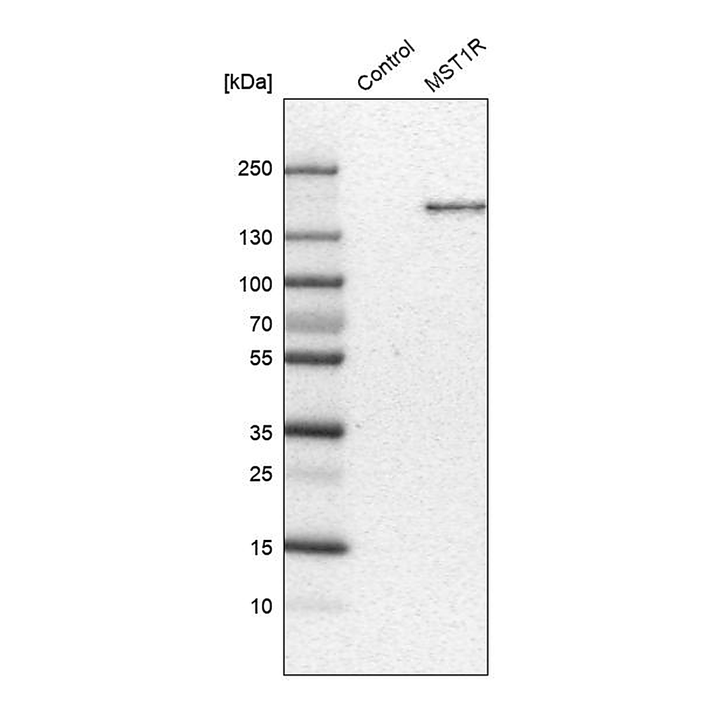 Atlas Antibodies Anti-MST1R Antibody