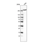 Atlas Antibodies Anti-MTOR Antibody