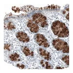 Atlas Antibodies Anti-MUC2 Antibody