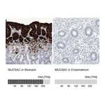 Atlas Antibodies Anti-MUC5AC Antibody