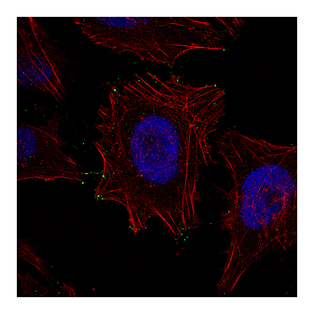 Atlas Antibodies Anti-MYO10 Antibody