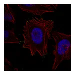 Atlas Antibodies Anti-MYO10 Antibody
