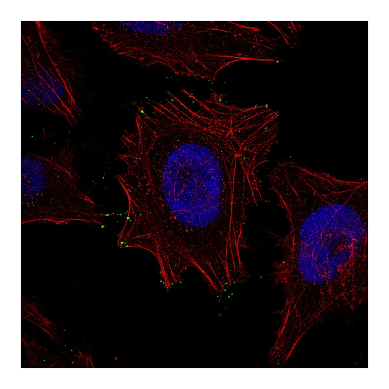 Atlas Antibodies Anti-MYO10 Antibody