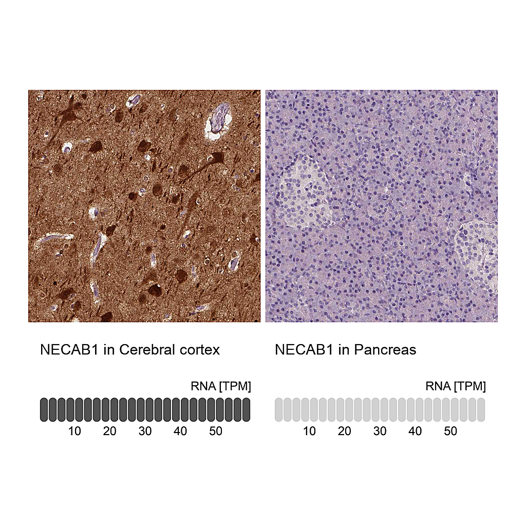 Atlas Antibodies Anti-NECAB1 Antibody