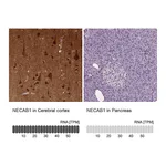 Atlas Antibodies Anti-NECAB1 Antibody
