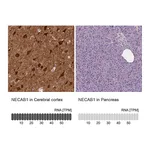 Atlas Antibodies Anti-NECAB1 Antibody
