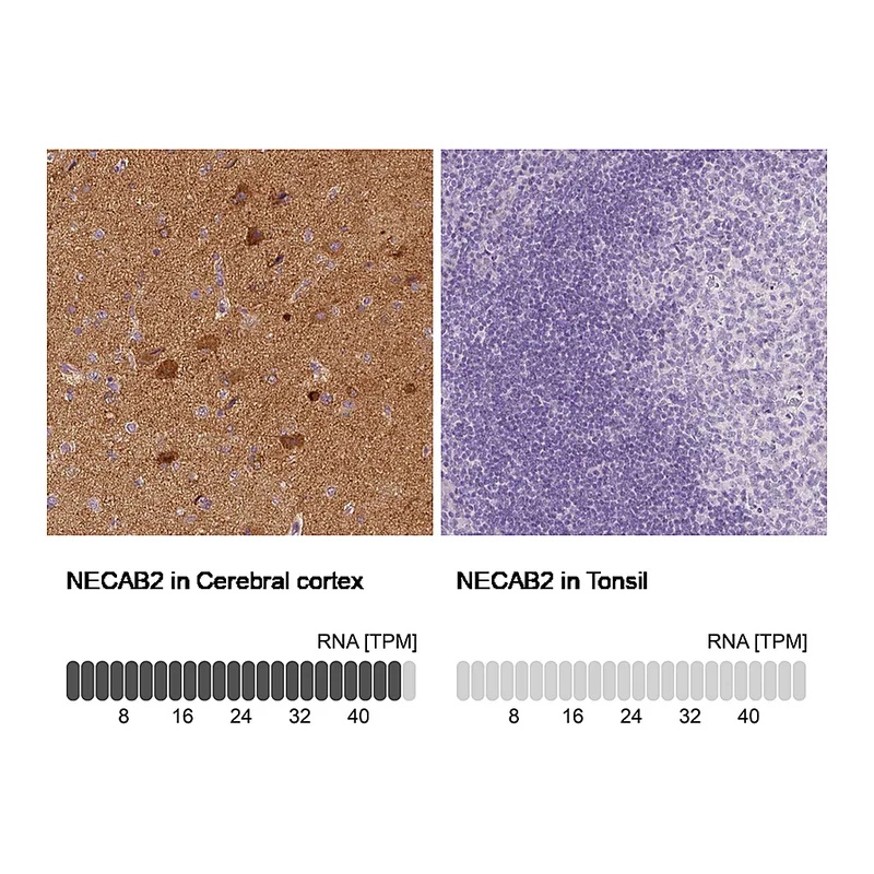 Atlas Antibodies Anti-NECAB2 Antibody
