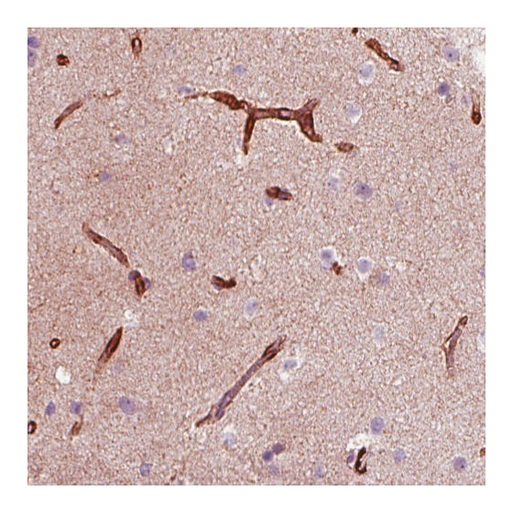 Atlas Antibodies Anti-NES Antibody