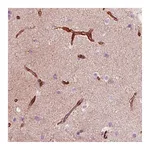 Atlas Antibodies Anti-NES Antibody