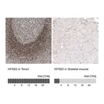 Atlas Antibodies Anti-NFKB2 Antibody