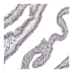 Atlas Antibodies Anti-NIFK Antibody