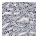 Atlas Antibodies Anti-NOP56 Antibody