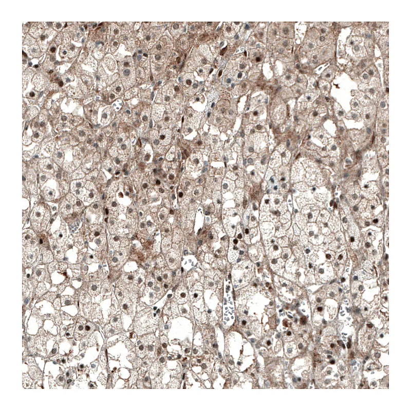 Atlas Antibodies Anti-NR5A1 Antibody