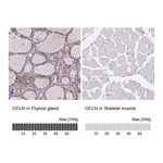 Atlas Antibodies Anti-OCLN Antibody