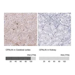 Atlas Antibodies Anti-OPALIN Antibody