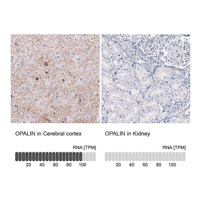 Atlas Antibodies Anti-OPALIN Antibody