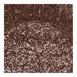Atlas Antibodies Anti-PARP1 Antibody