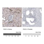 Atlas Antibodies Anti-PAX2 Antibody