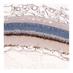 Atlas Antibodies Anti-PAX6 Antibody