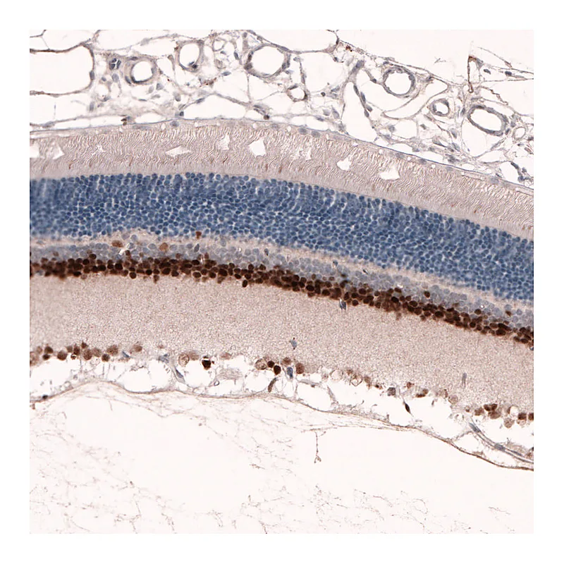 Atlas Antibodies Anti-PAX6 Antibody