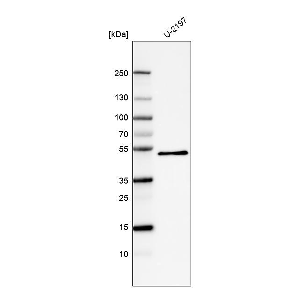 Atlas Antibodies Anti-PCOLCE Antibody