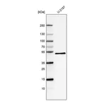 Atlas Antibodies Anti-PCOLCE Antibody