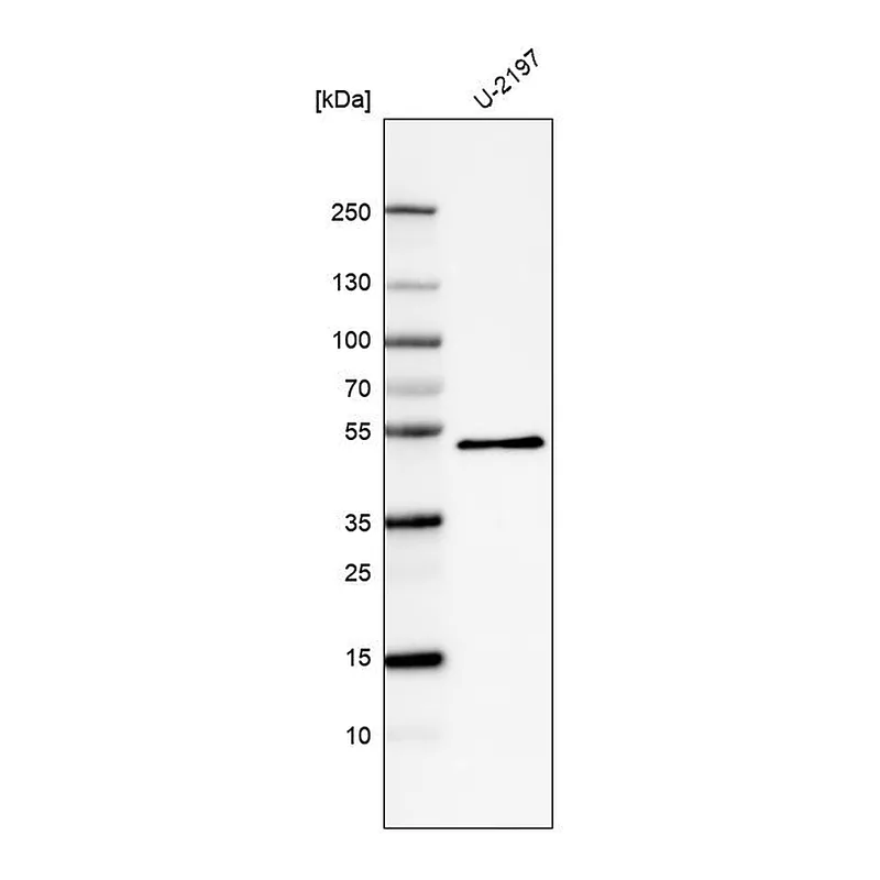 Atlas Antibodies Anti-PCOLCE Antibody