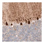 Atlas Antibodies Anti-PCP4 Antibody