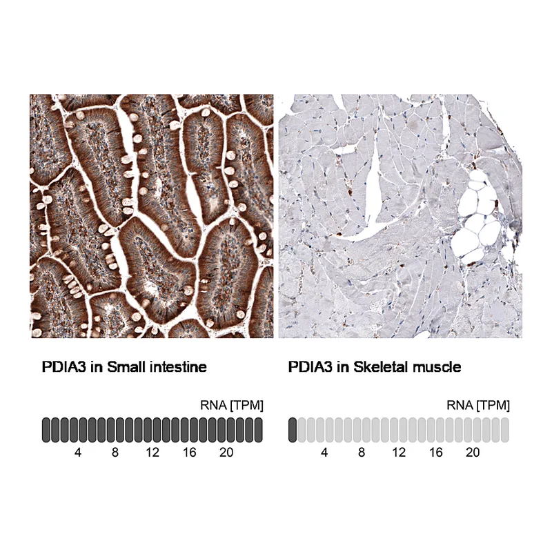 Atlas Antibodies Anti-PDIA3 Antibody