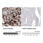 Atlas Antibodies Anti-PDIA3 Antibody