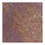 Atlas Antibodies Anti-PGAM5 Antibody