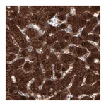 Atlas Antibodies Anti-PGM1 Antibody