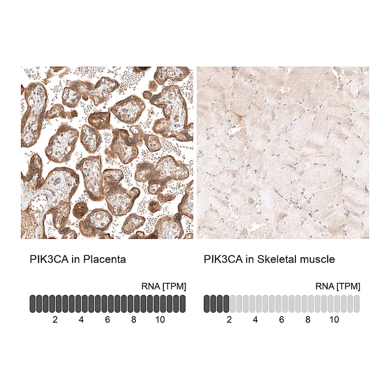 Atlas Antibodies Anti-PIK3CA Antibody