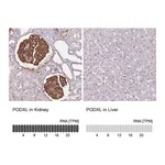 Atlas Antibodies Anti-PODXL Antibody