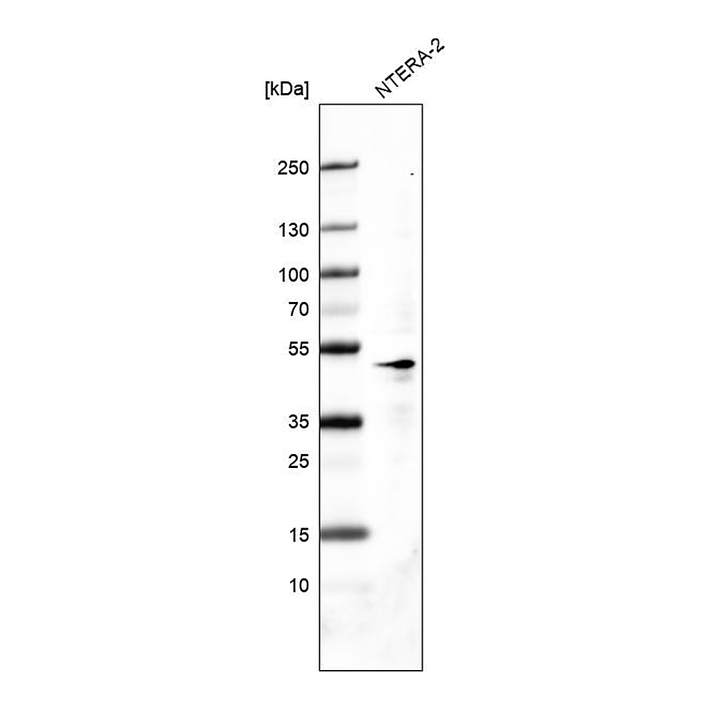 Atlas Antibodies Anti-POU5F1 Antibody