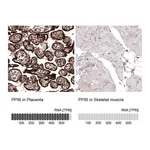 Atlas Antibodies Anti-PPIB Antibody