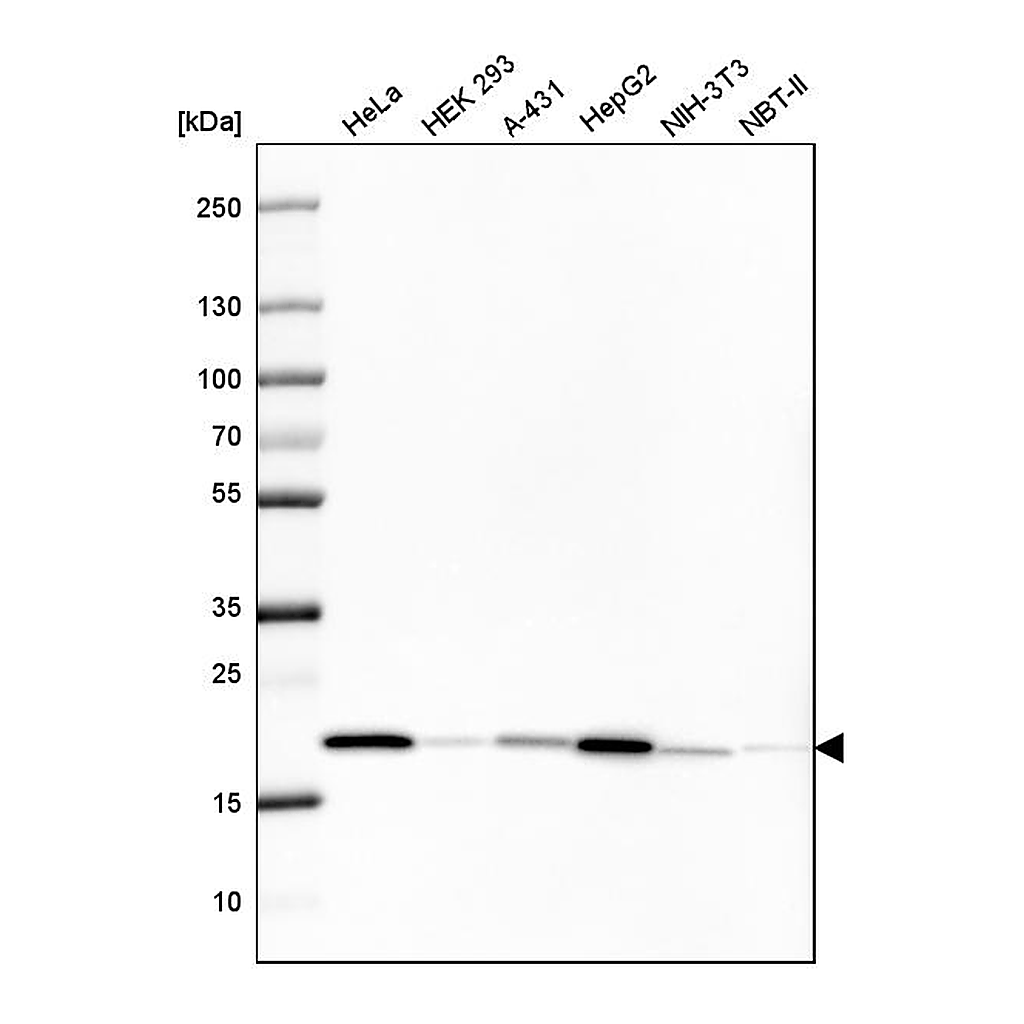 Atlas Antibodies Anti-PPIB Antibody