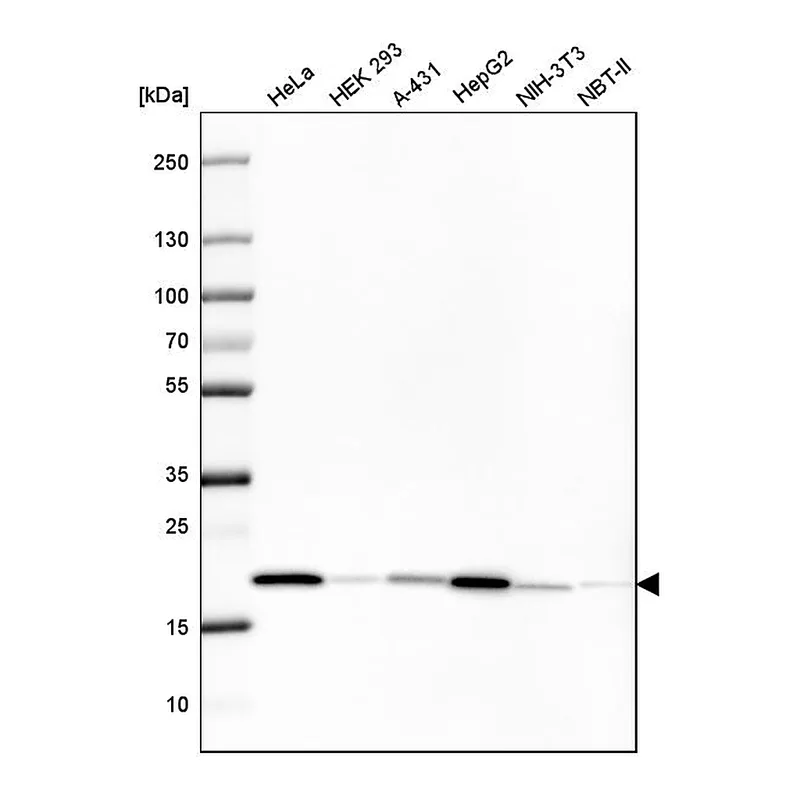 Atlas Antibodies Anti-PPIB Antibody